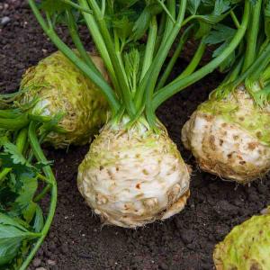 Céleri-Rave Monarch